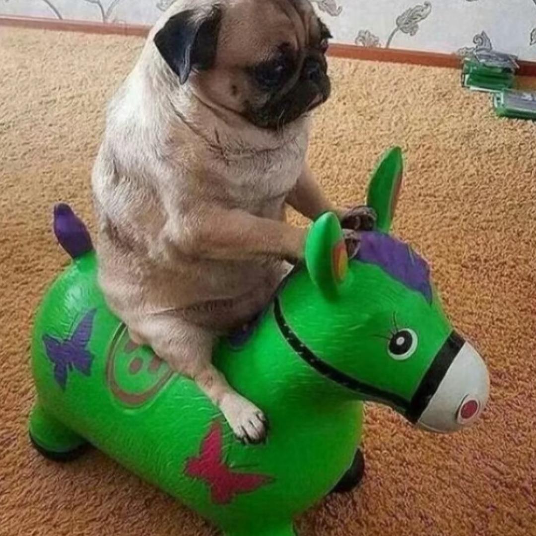 哦哦哦