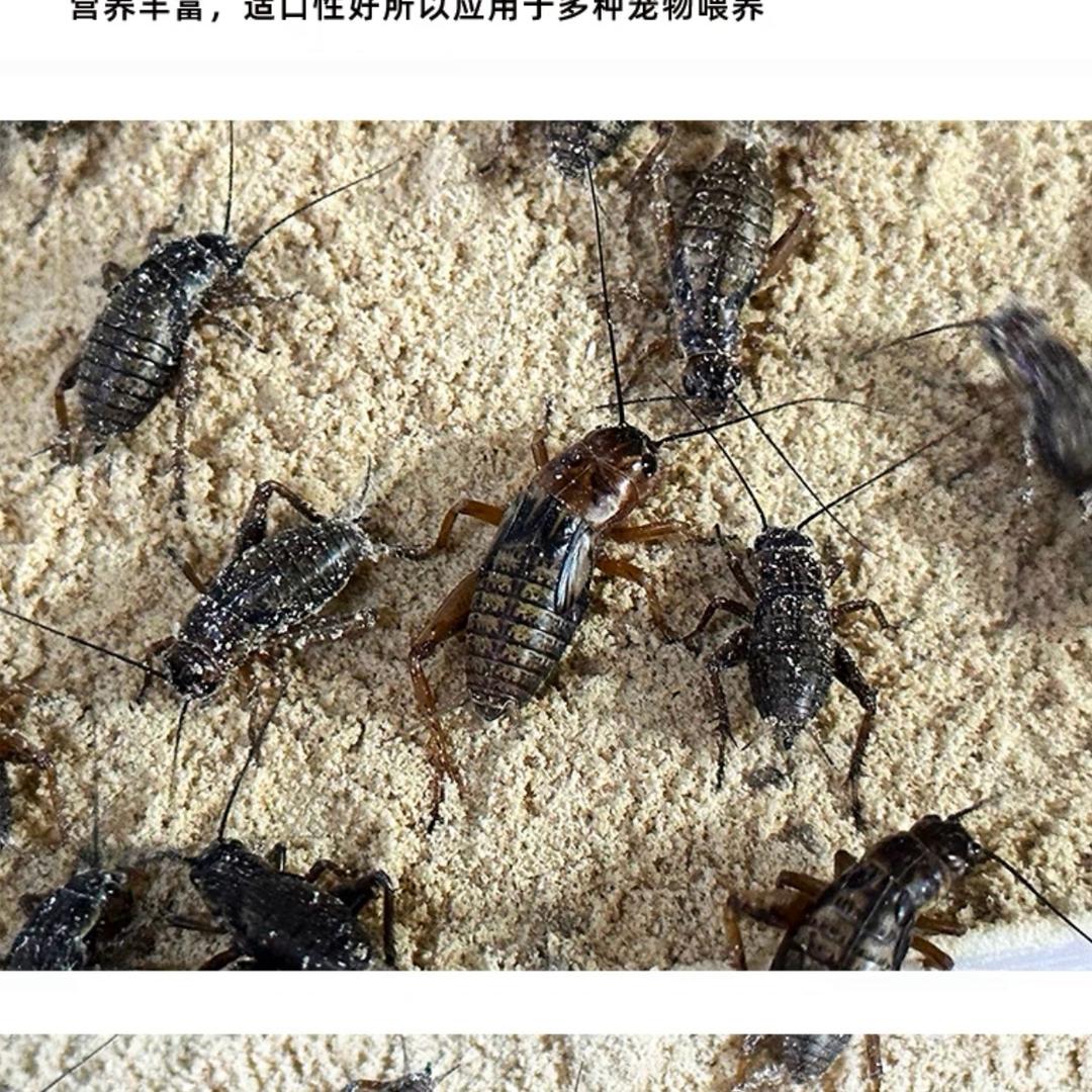 蟋之蟀
