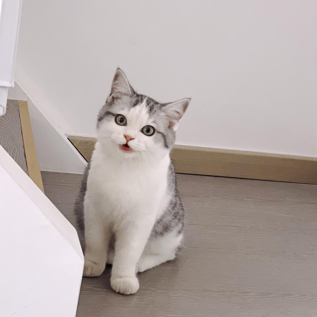 就想养只猫i