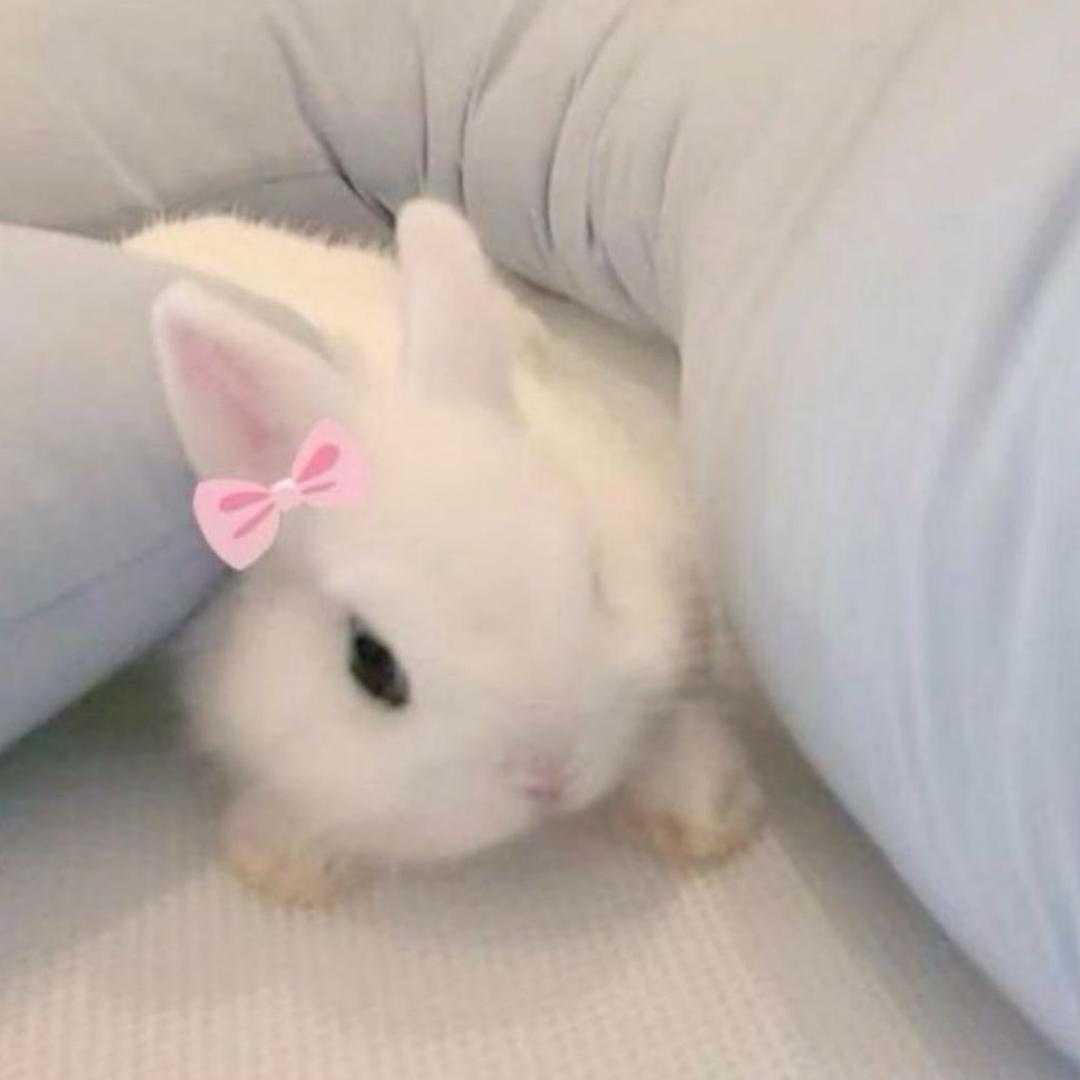 瓜瓜🐰