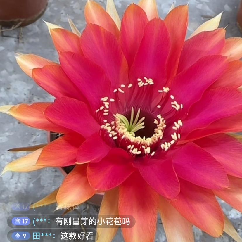 阿美姐姐的花园