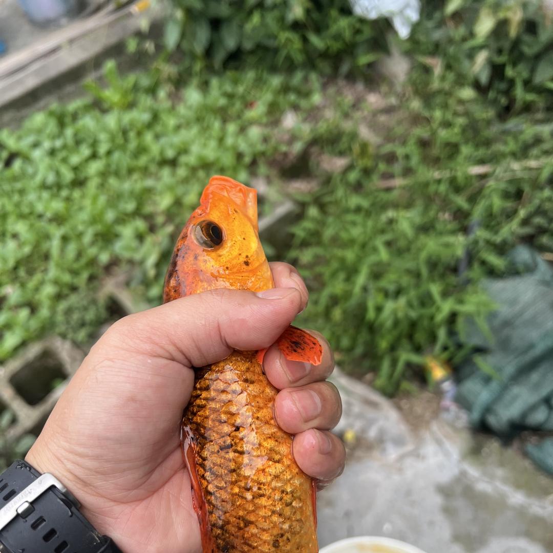 小老头木玩