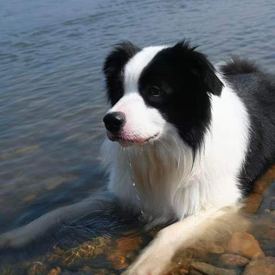 东皋边牧（金华）