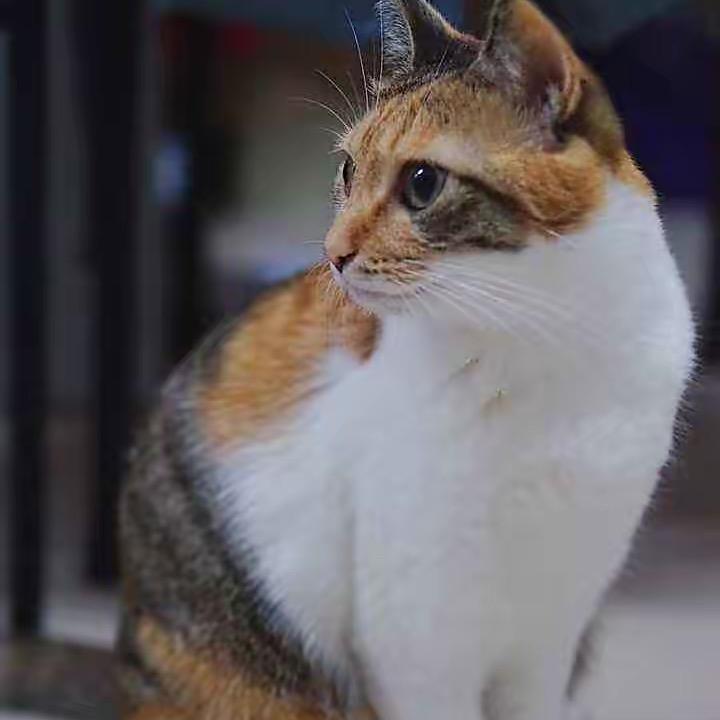十一🐈
