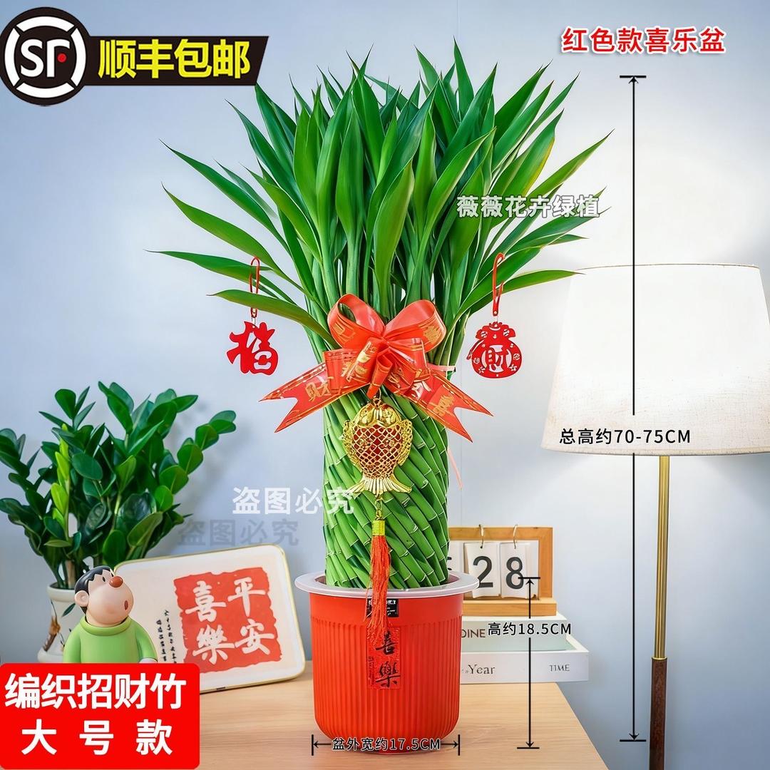 招财竹、富贵竹、五代果金钱树源头基地