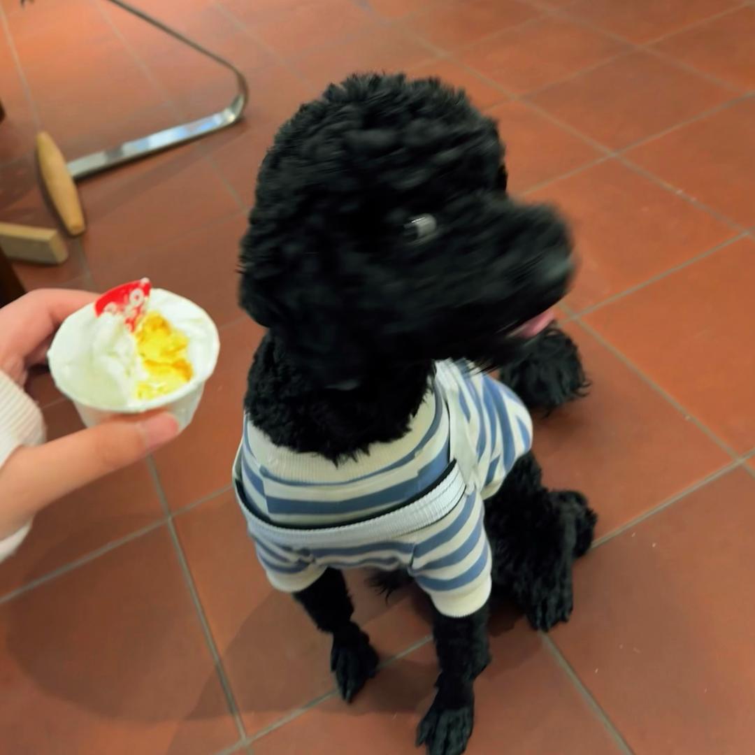 翻垃圾桶的煤子球