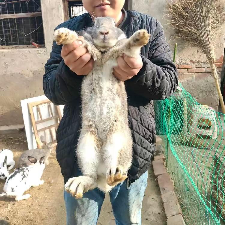 养兔子的老王