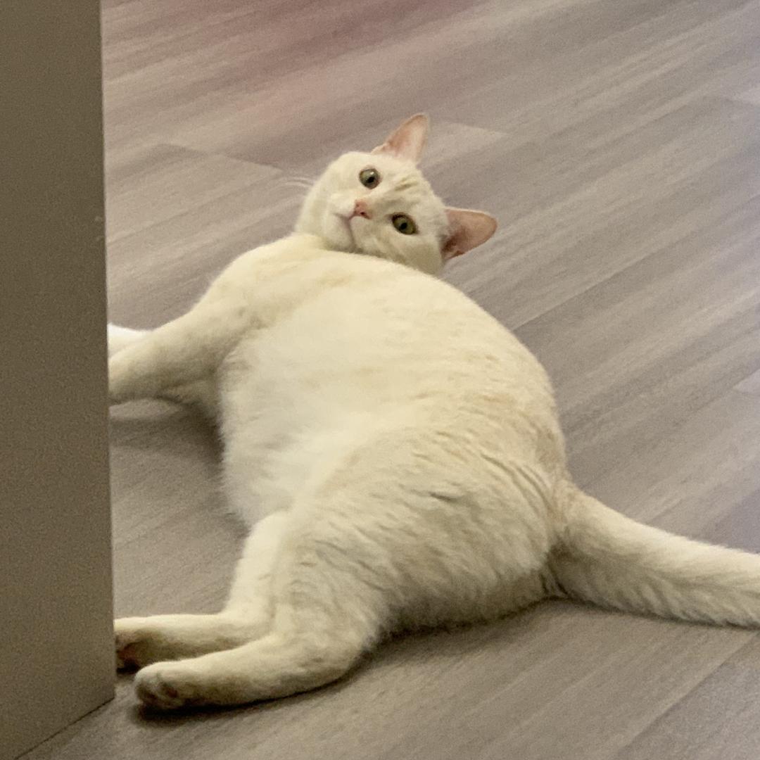 快书