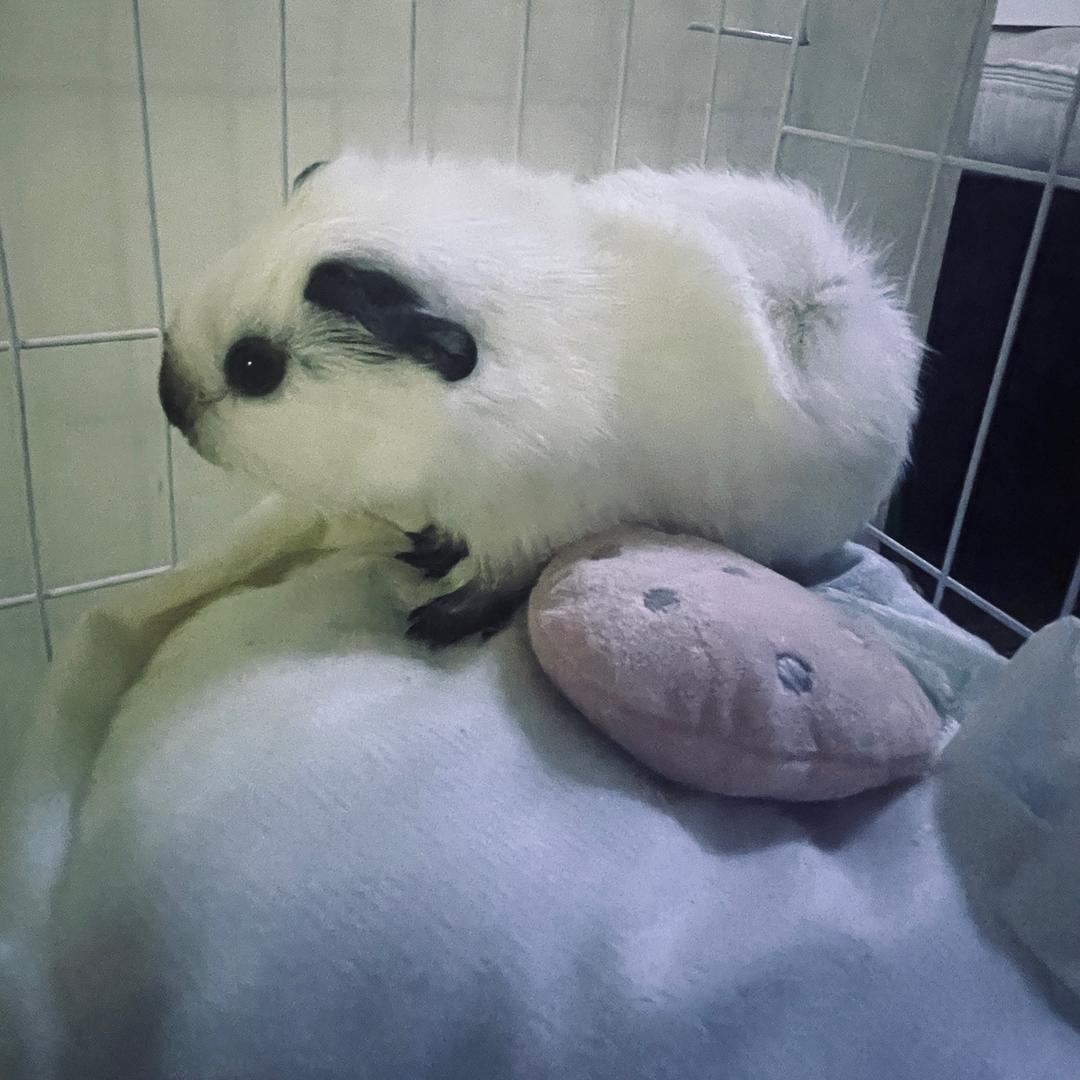 NN爱吃NN