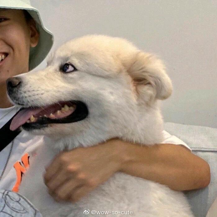 一个沉稳的熊弟