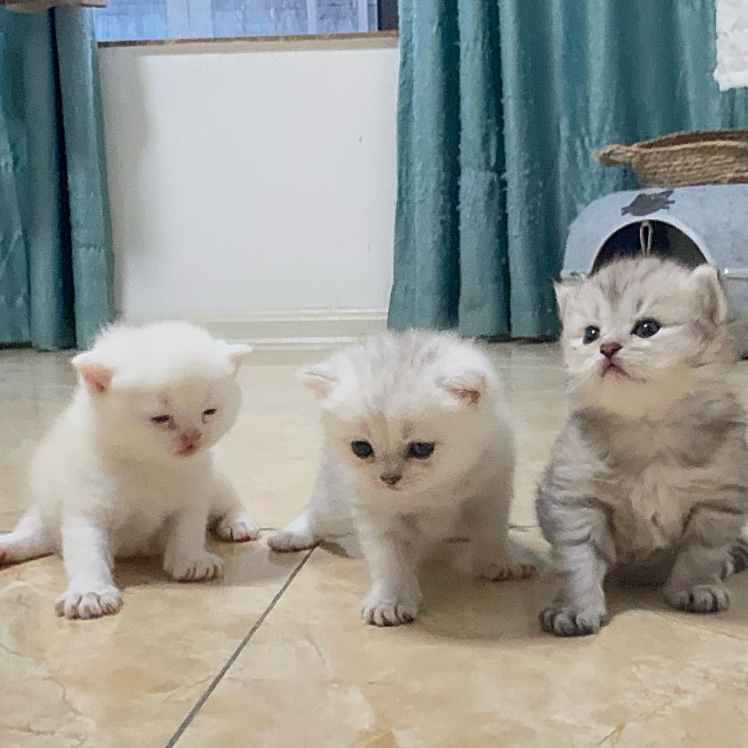 郑可爱