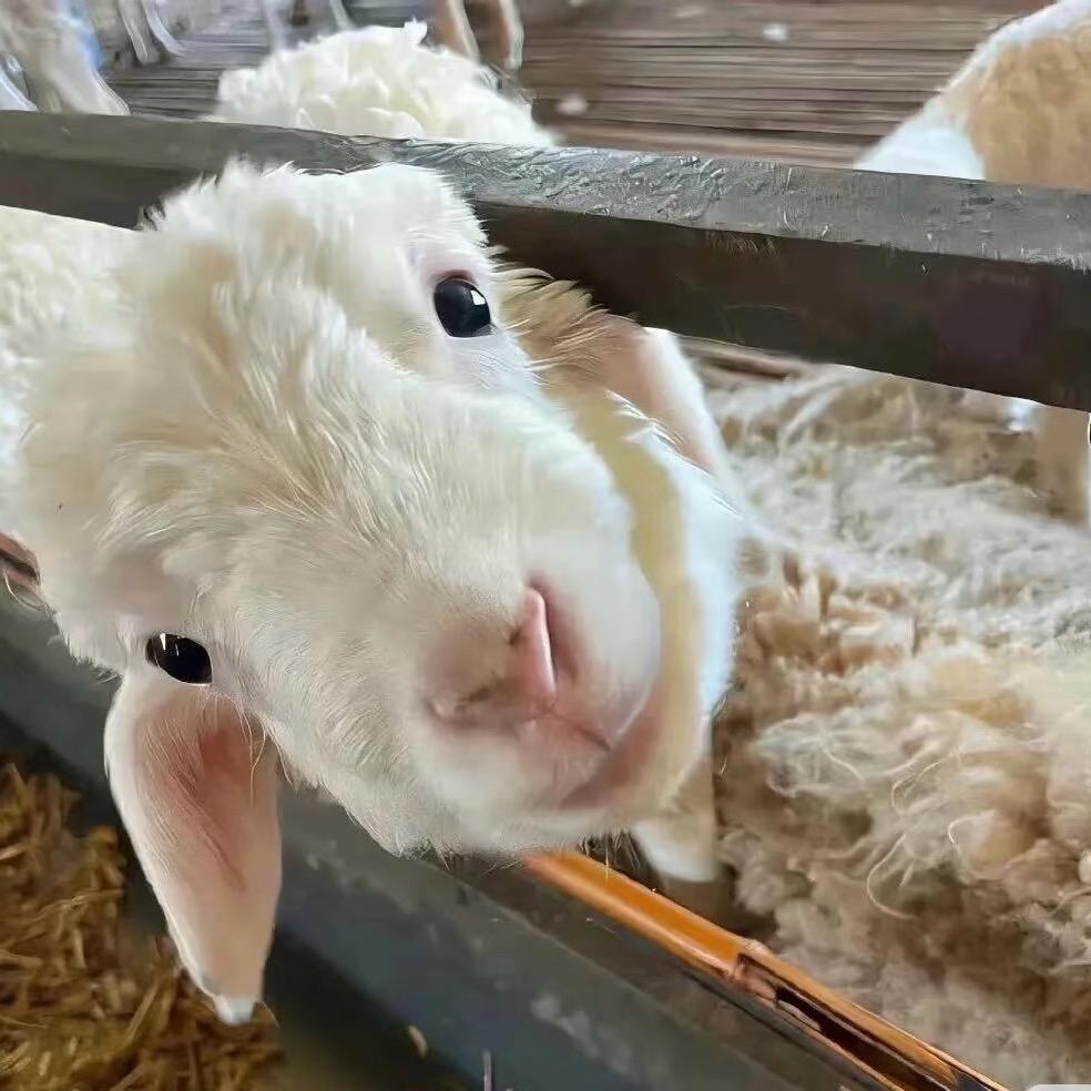 小肥羊🐑