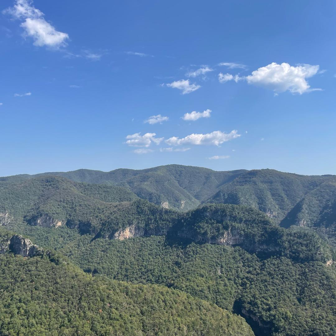 小青年盆景园🪴