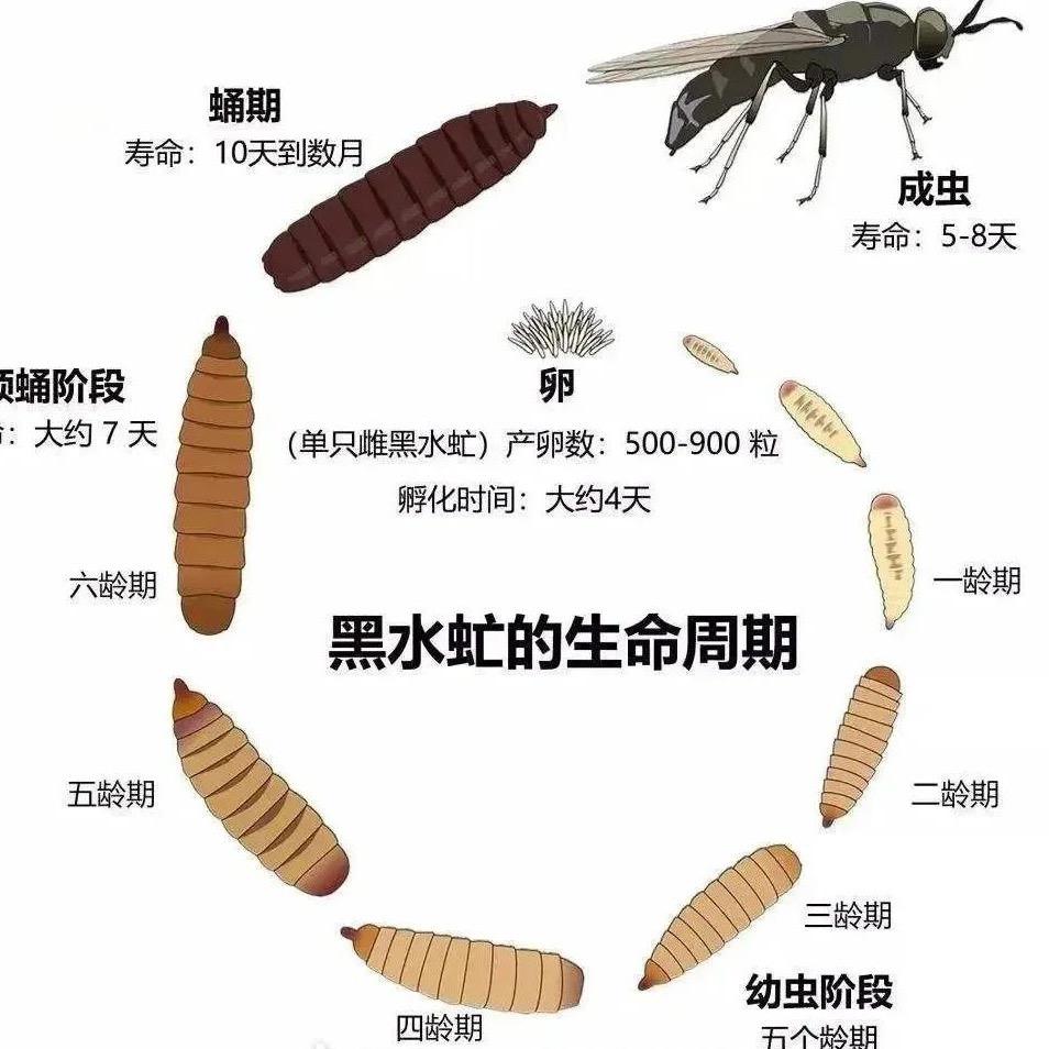 黑水虻源头养殖工厂