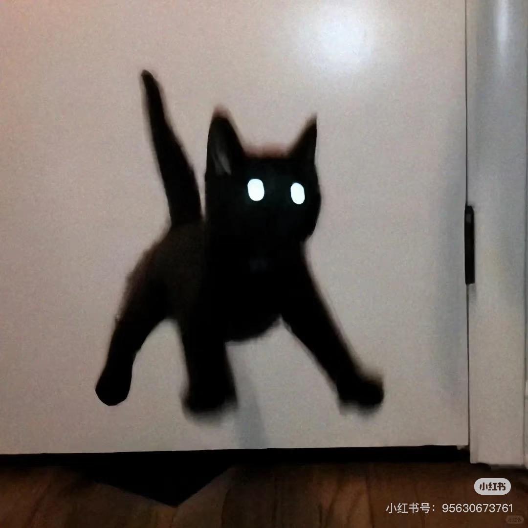 猫猫