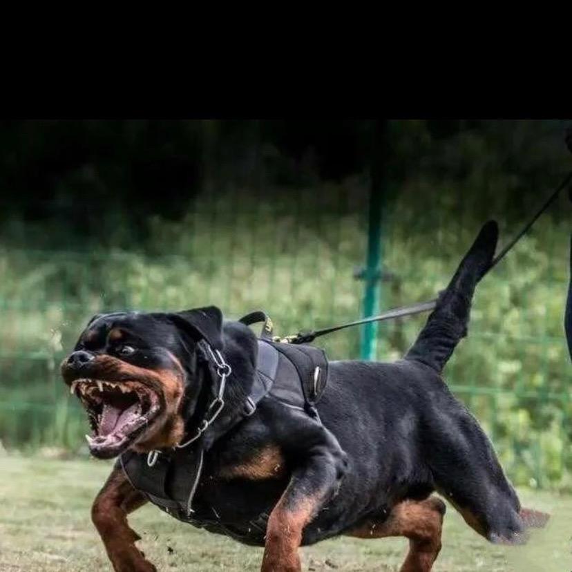 专业护卫犬