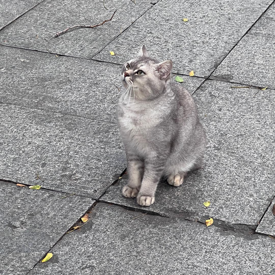星宝