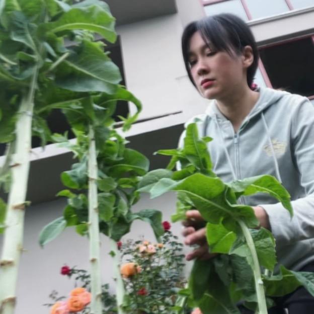 朝阳陈皮书记江丹桔