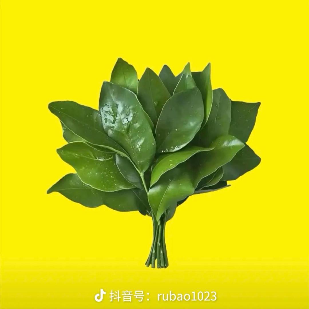 汤圆儿