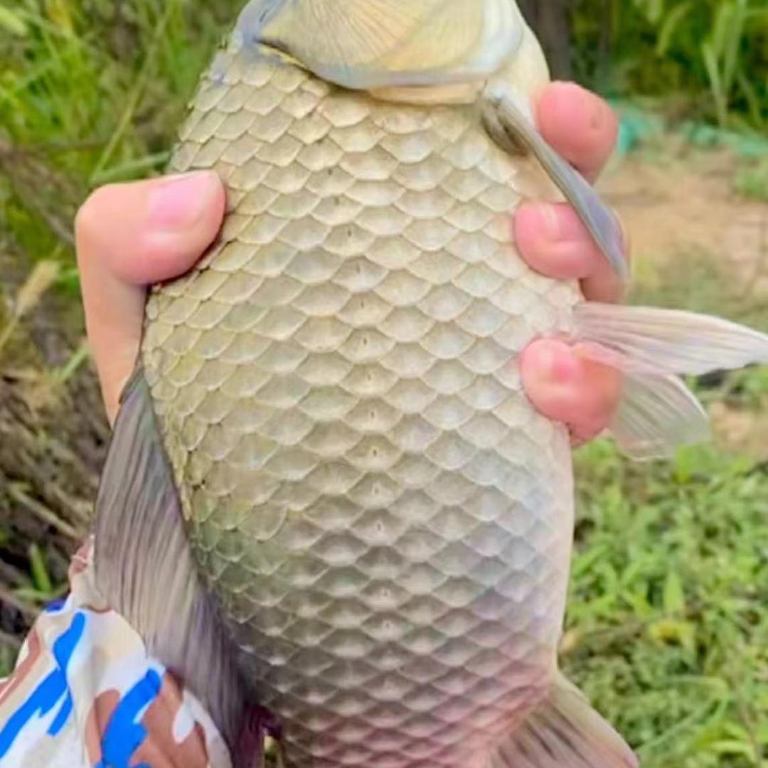 钓鱼乐鑫86