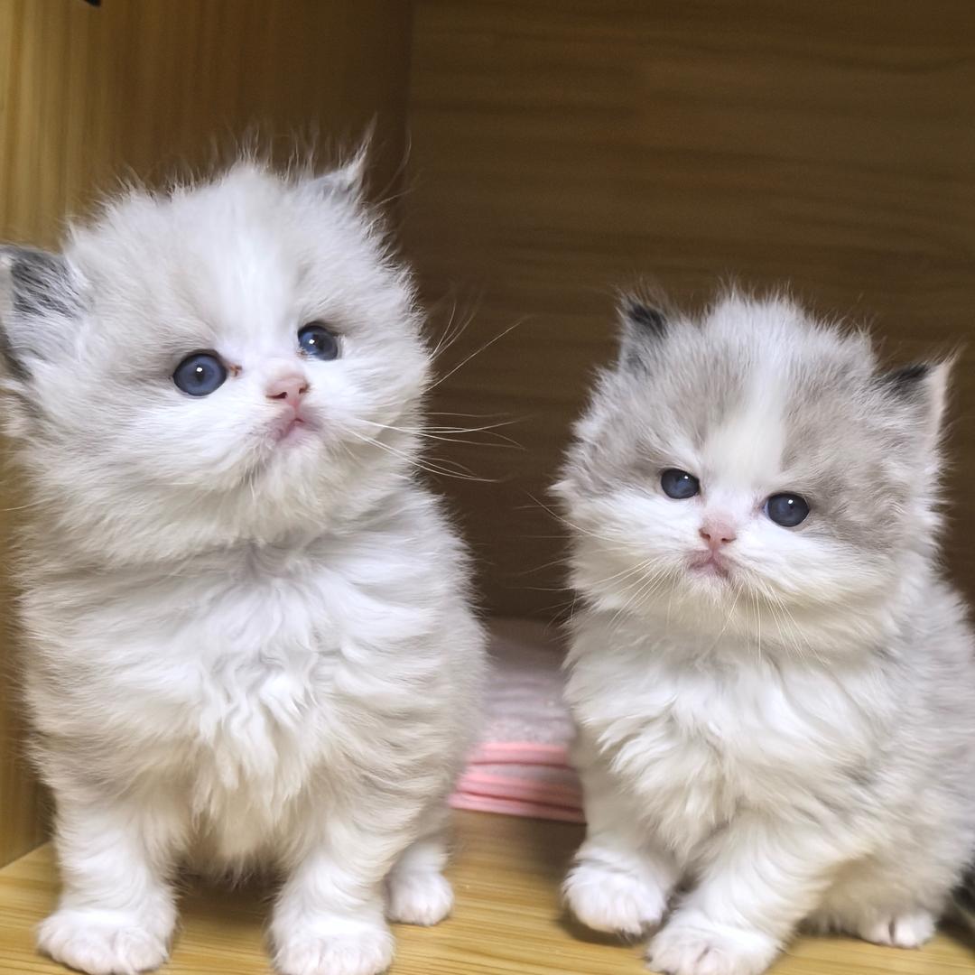 甜滋滋布偶猫舍2店