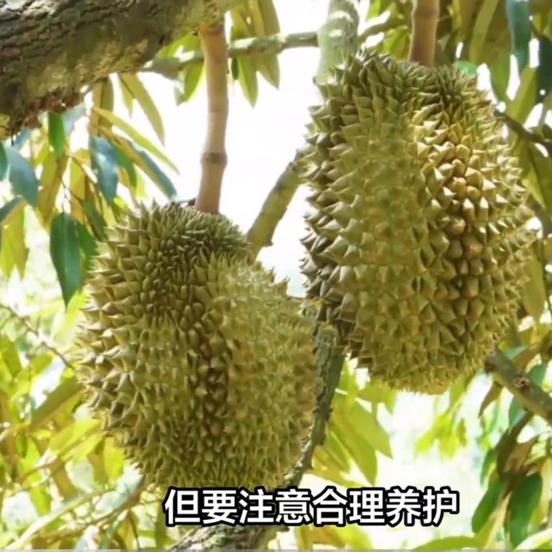 四季春市场果之鲜榴莲店