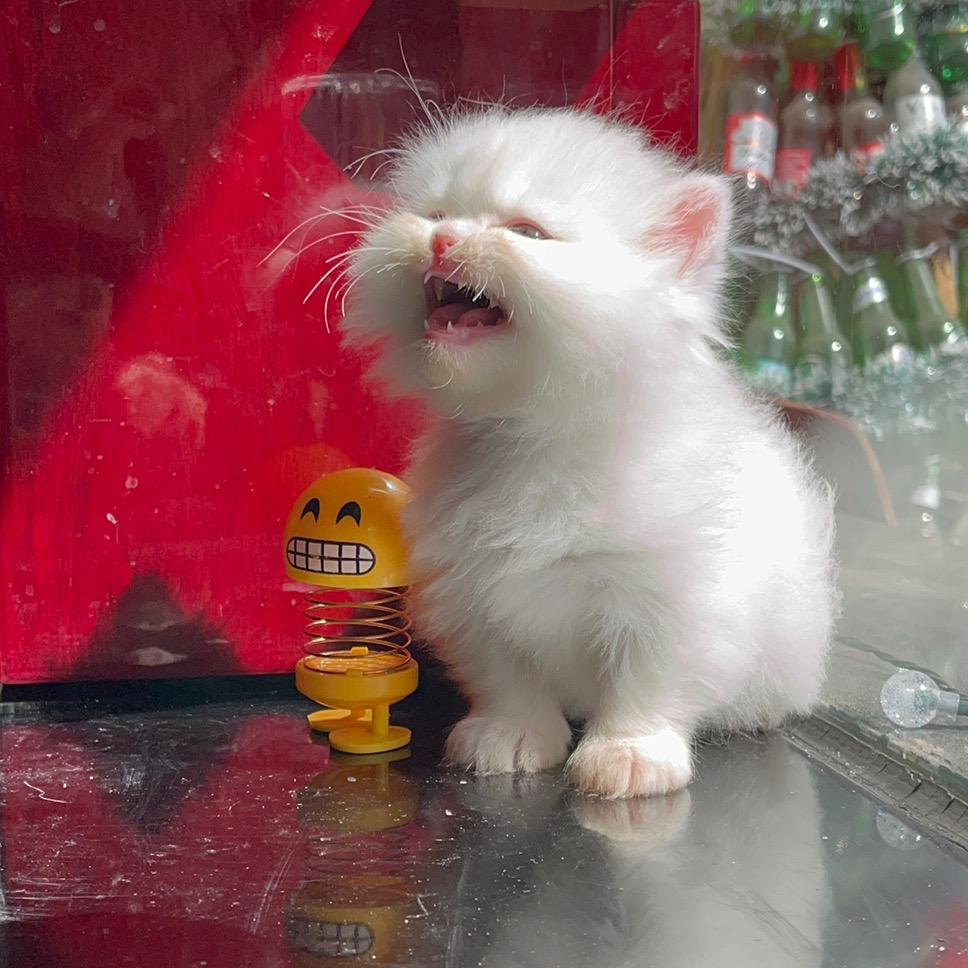 三只猫懒爸
