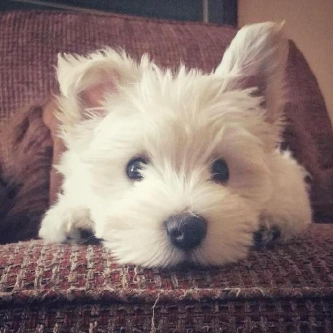 弟沟油