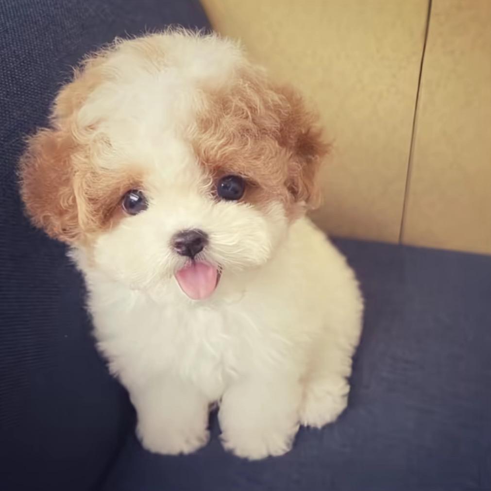 花木兰超级不菜到家