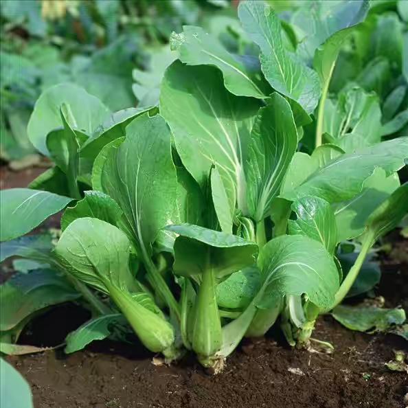 坚强的小白菜