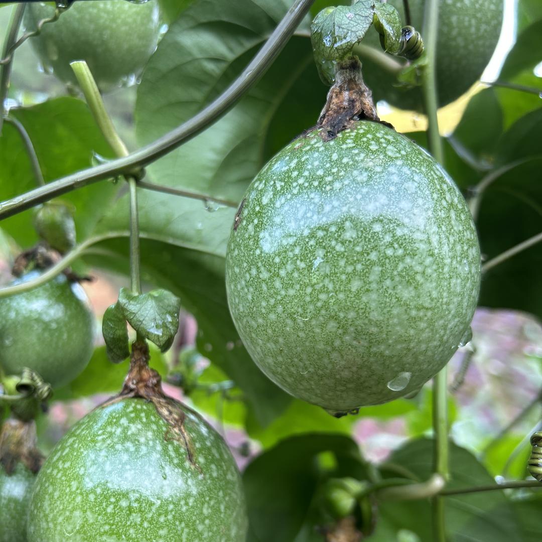 大东果业