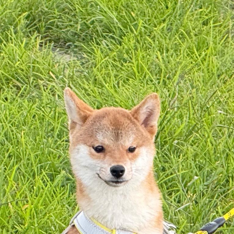 青糯🍃
