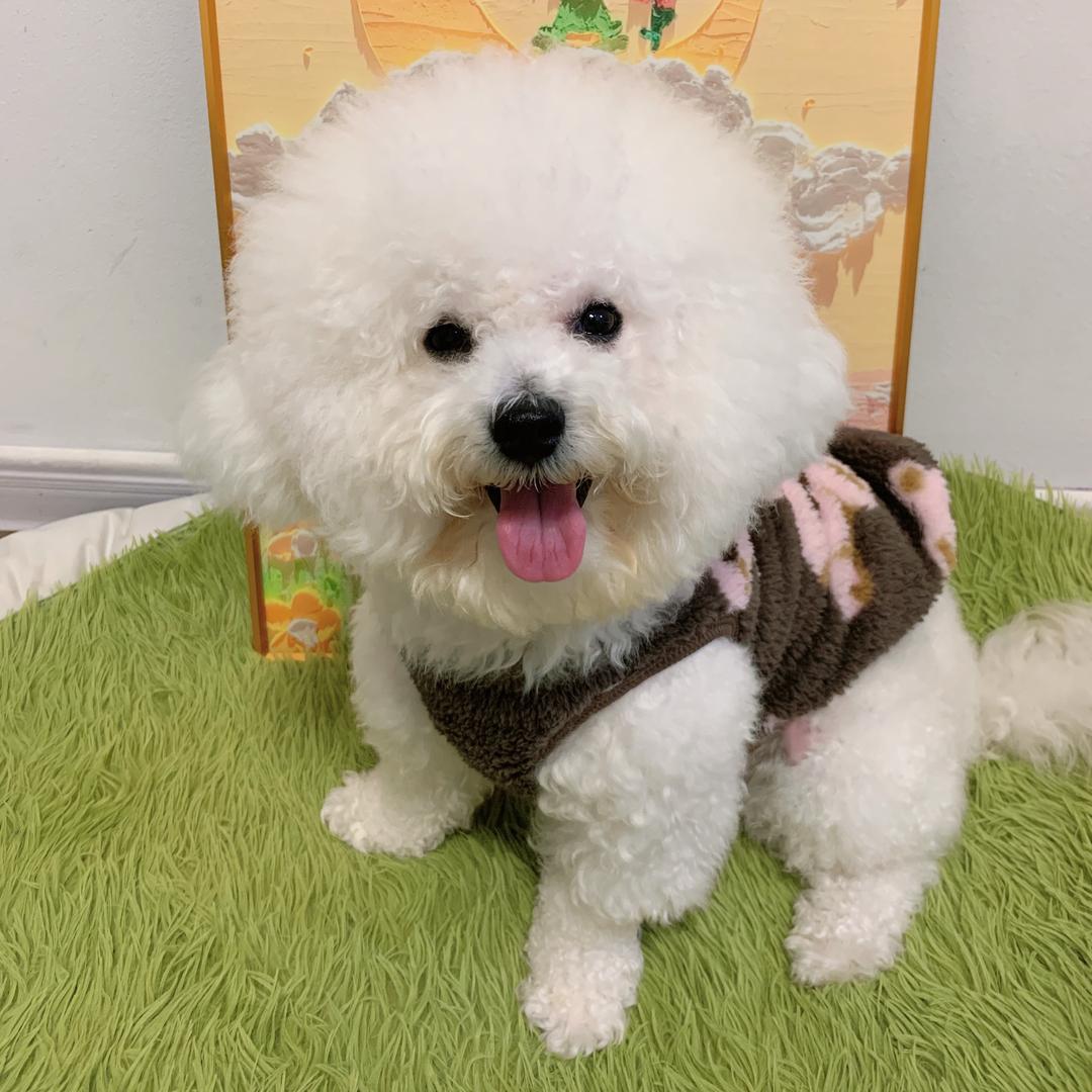 可乐是只小比熊（真心话版）