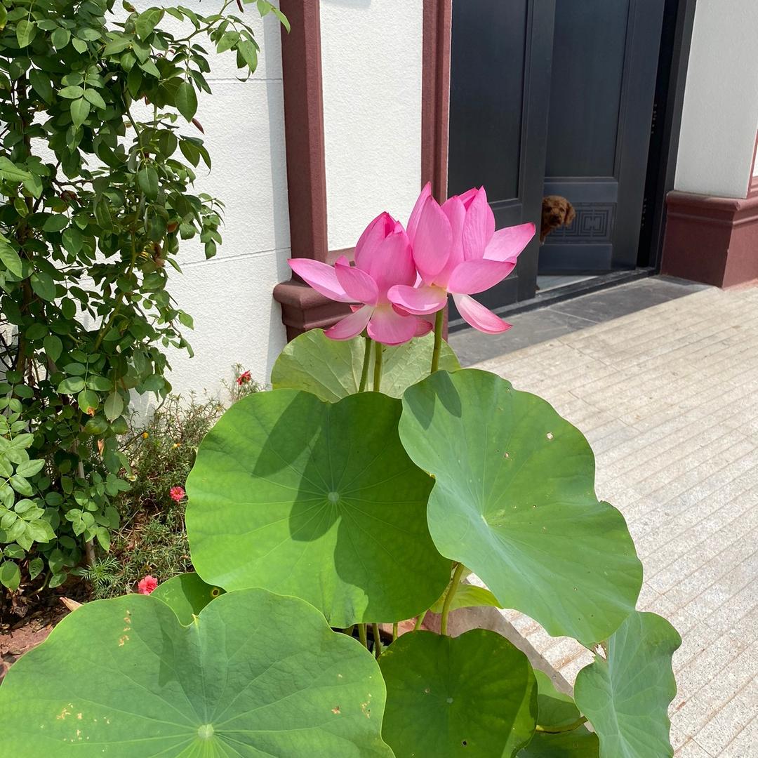 盛世的繁华一生的阑珊¹⁸