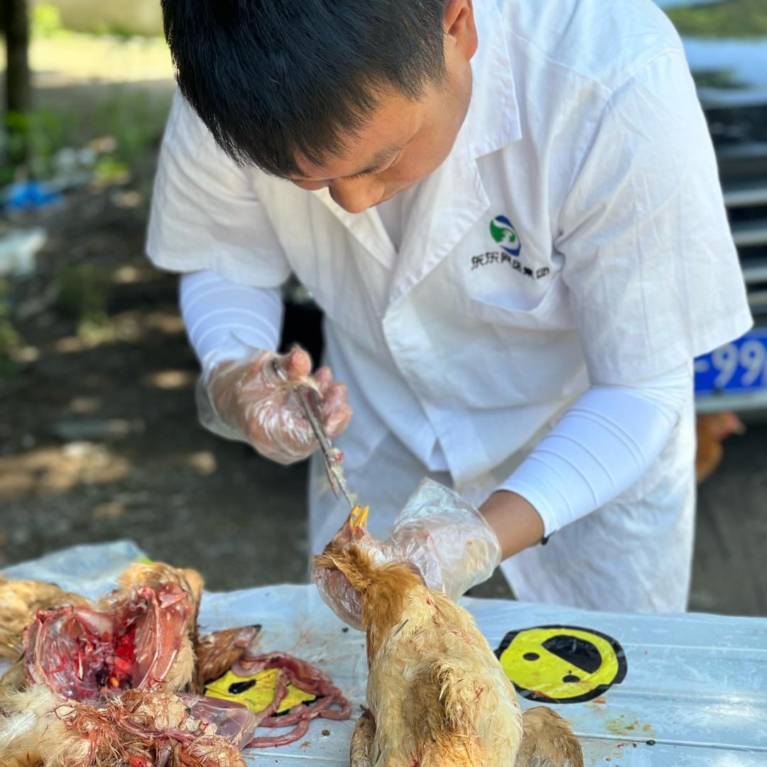 家禽技术—邱春