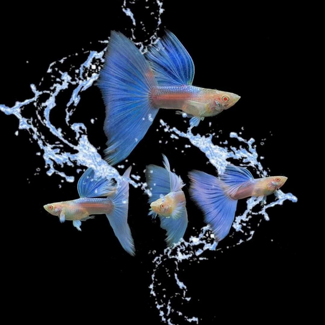 轩轩家的孔雀鱼