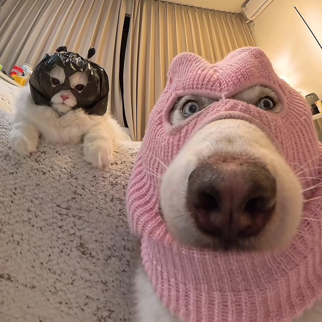 秋仔