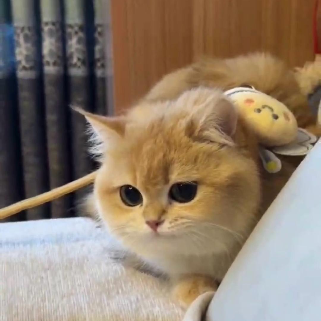 金豆子是只猫