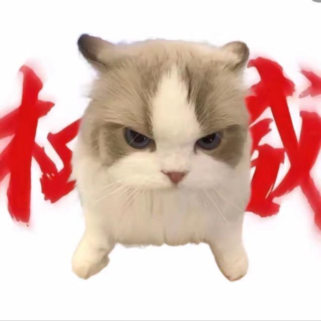 Dong D（猫meme剧场）