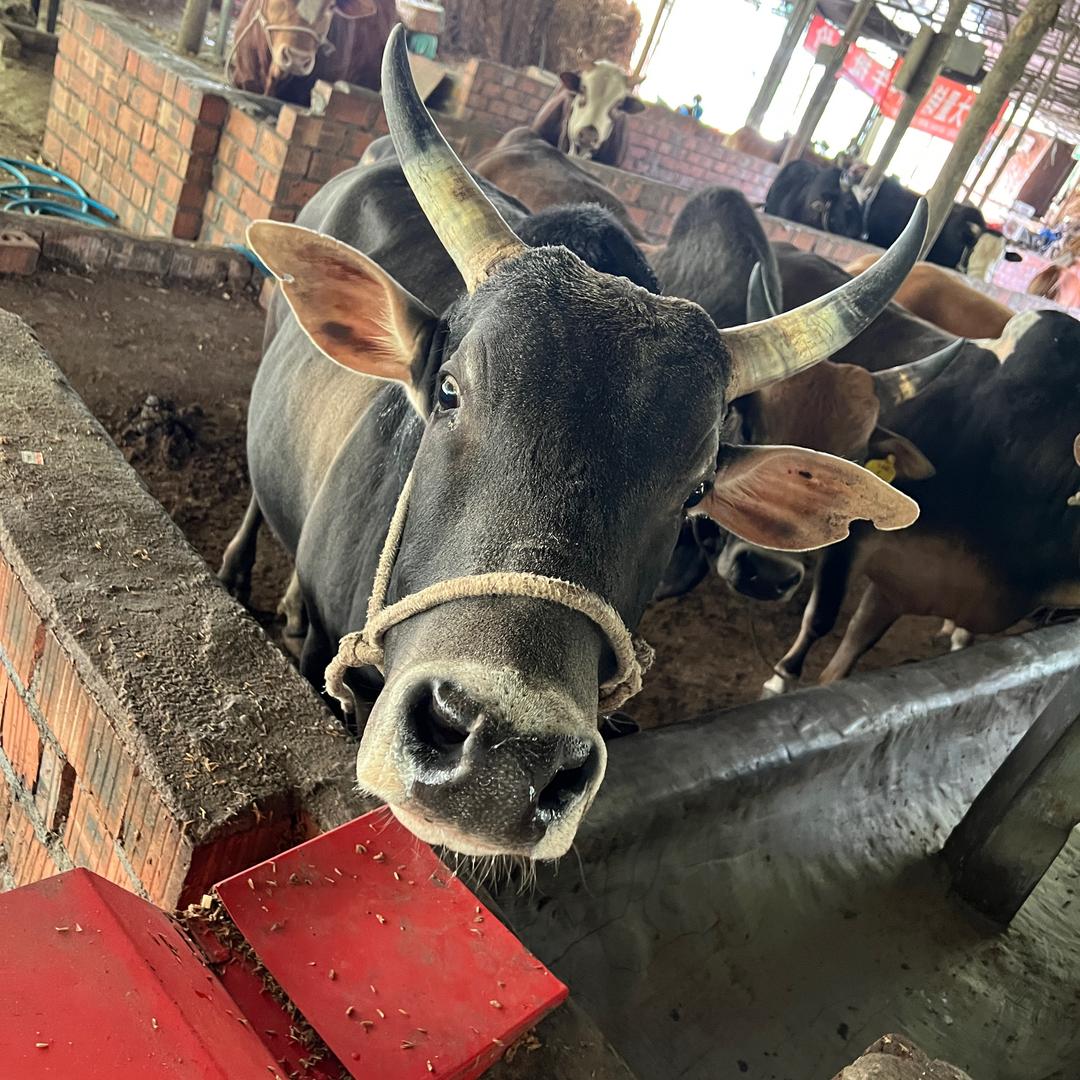 放牛马羊的阿林