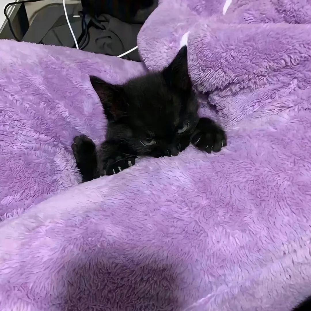 清冷佛女爱上开荤