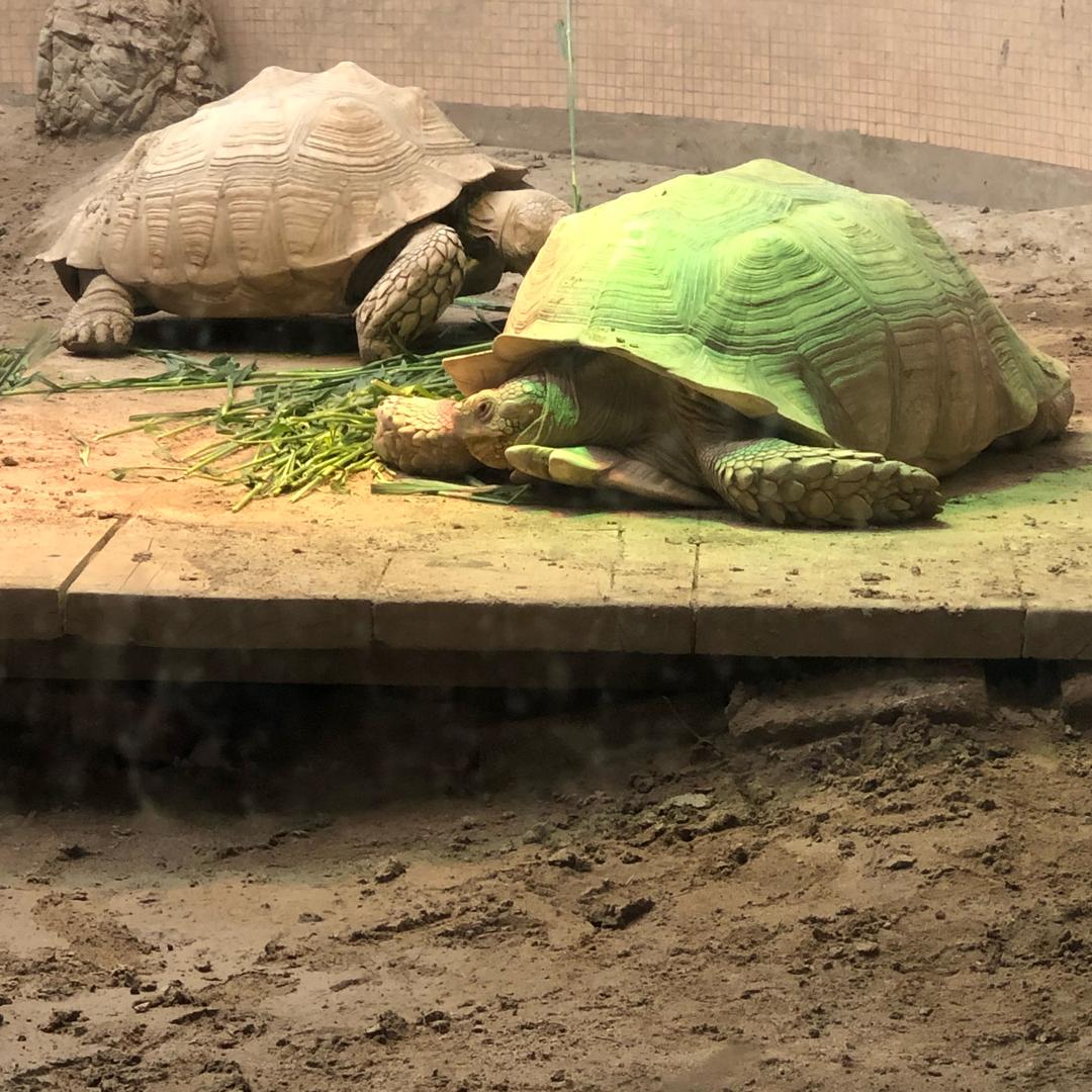 笋尖炒肉
