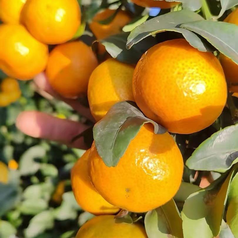 代办四川爱园耙耙柑代发