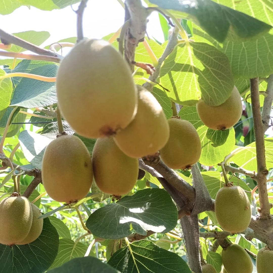 旭谷农乡群盛果树苗木专卖店