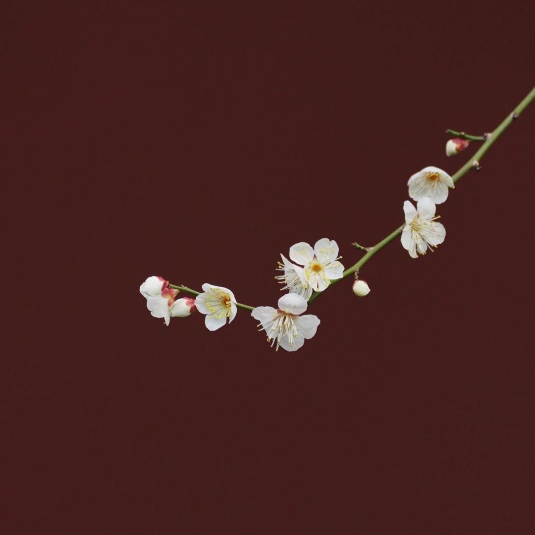 相思枝