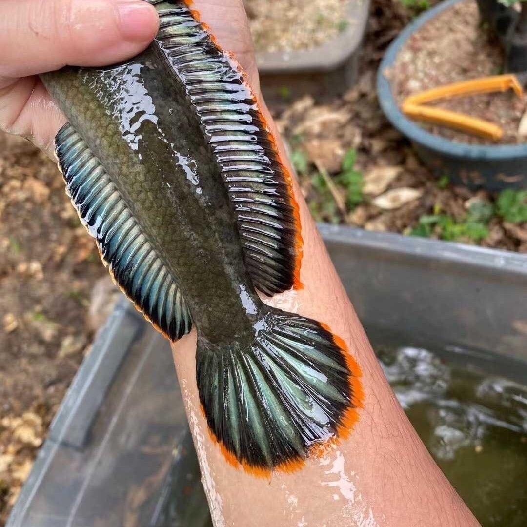 澳头鱼苗
