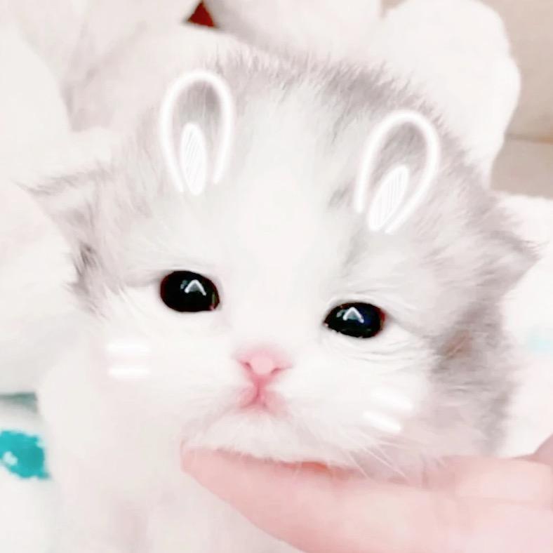 我狗呆呆