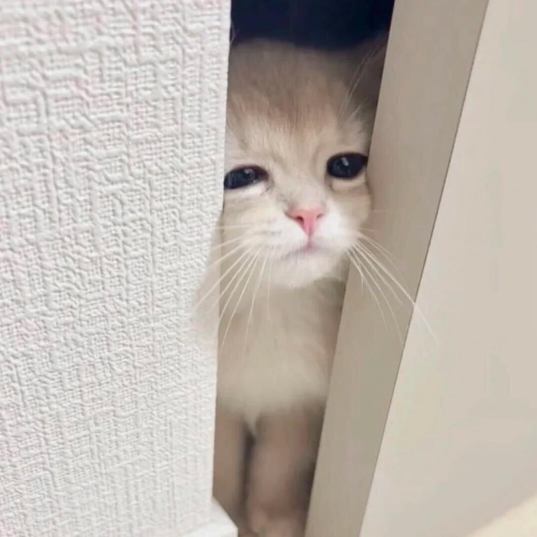 xiaott