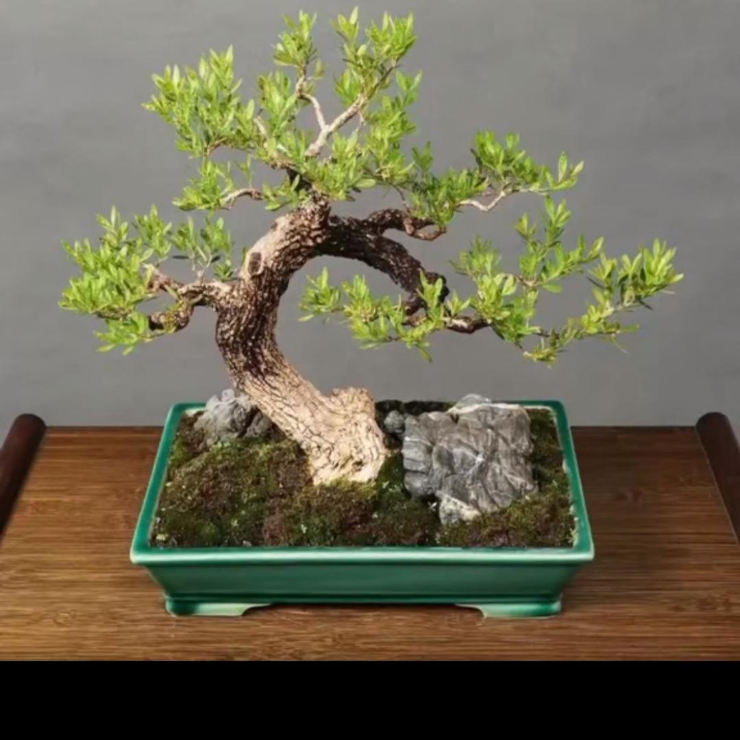 飙哥盆景种植技术交流