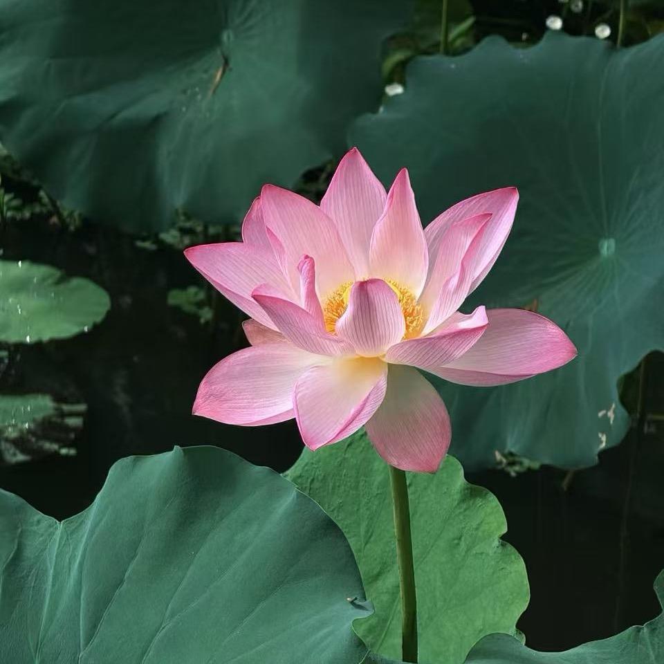 金上添花